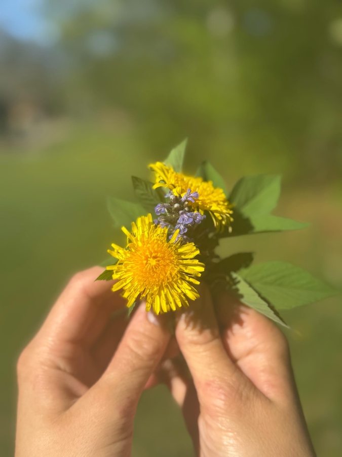 Hände halten frische Löwenzahnblüten und Wiesenblumen im Sonnenlicht